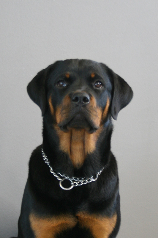 Foto Bailey