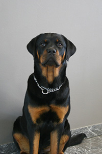 Foto Bailey
