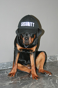 Foto Bailey