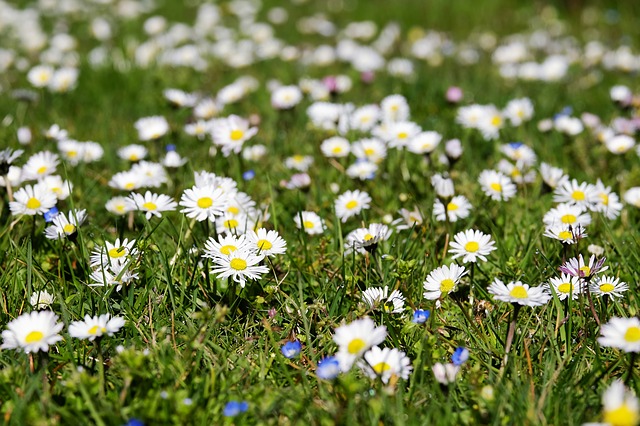 Blümchenwiese